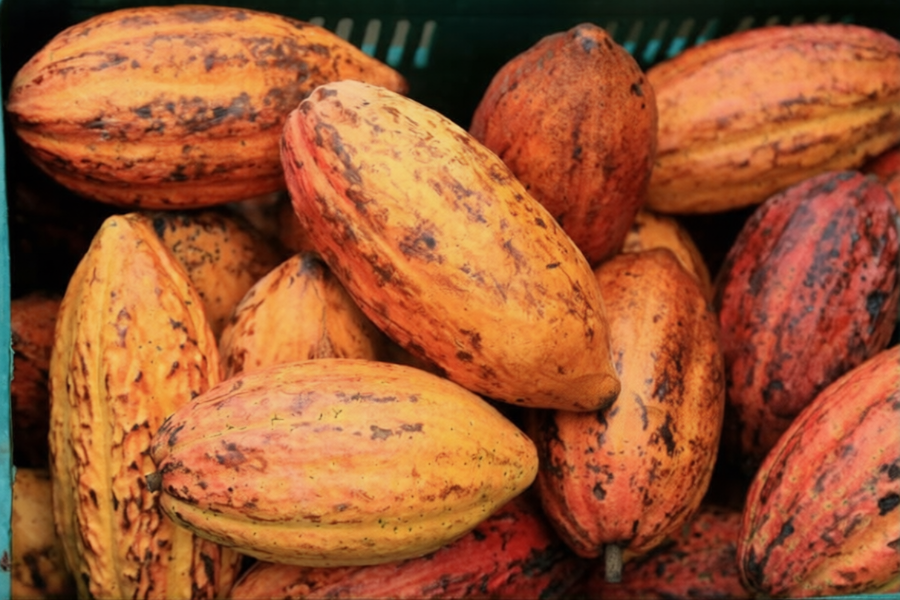 Cameroon cocoa export sourcing and supply chain image